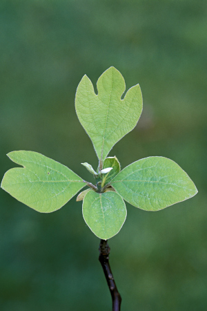 Sassafras Leaves - Close-up
